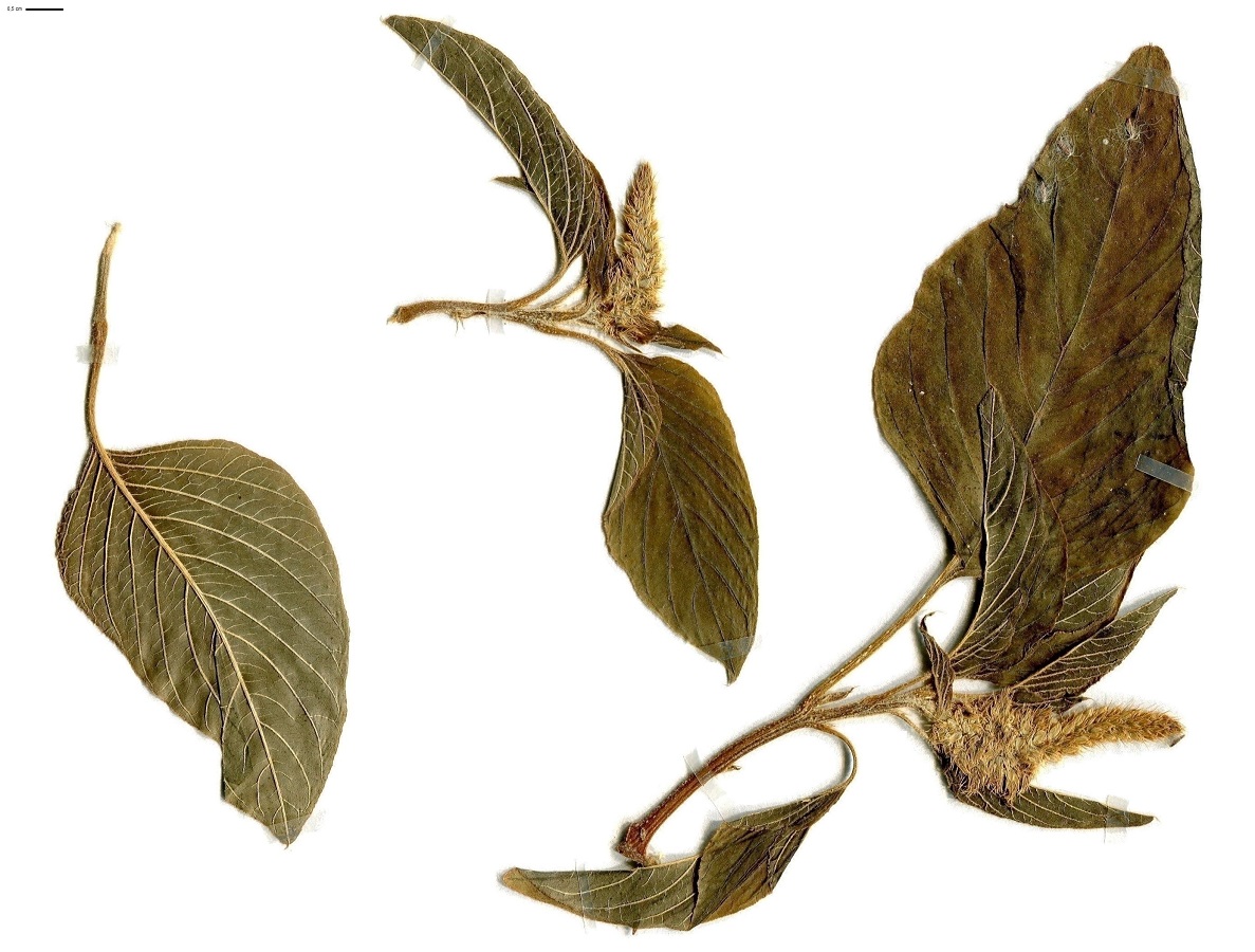 Amaranthus caudatus (Amaranthaceae)